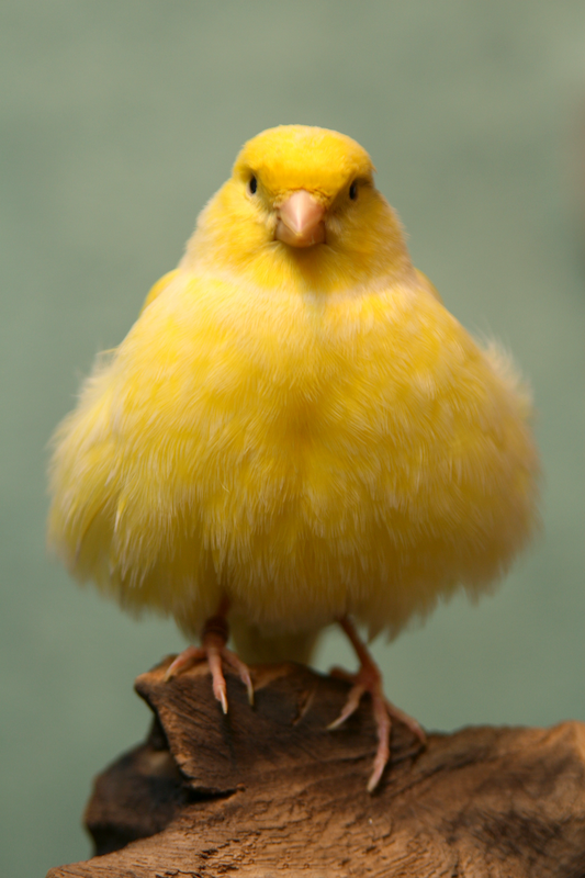 Peter Piep in den besten Jahren